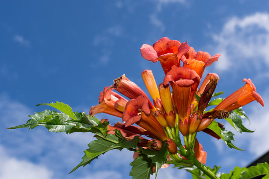  Trompetenblume