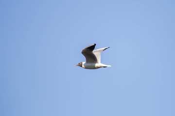 flying seagull in the sky