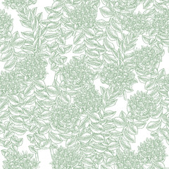 Rhodiola rosea, roseroot plant. Seamless pattern. Golden root branches on white background. Medical and cosmetic herbs. Vector illustration.