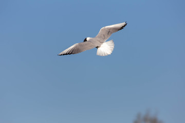 flying seagull in the sky