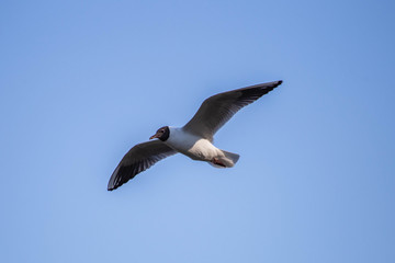 flying seagull in the sky