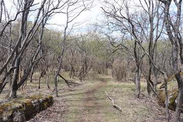 古峰ヶ原高原ハイキングコース（三昧石への道）