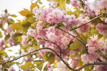 Beautiful cherry blossom sakura in spring time in a central park
