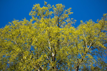 Fototapeta premium birch foliage at spring, Finland
