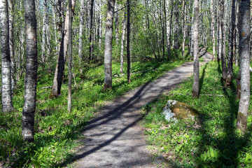 Fototapeta premium path in forest at spring, Finland