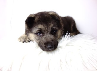 german shepherd puppy of 5 weeks on white background