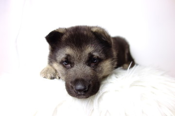 german shepherd puppy of 5 weeks on white background