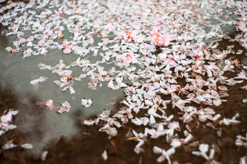 fallen sakura flowers in a puddle after rain © irnburch