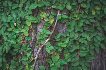 Ivy stretched to the tree bark Giving a natural feeling Popular to decorate the garden