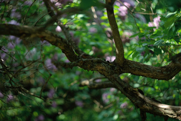 Secret magic tree garden 