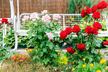 Fototapeta na wymiar Flowers in the yard. Rose bushes bloom. Flowers on a background of white swing.
