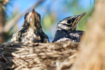 Grown-up сhicks of a thrush sit in a nest located on the pine tree