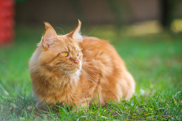 orange maine coon cat in the garden