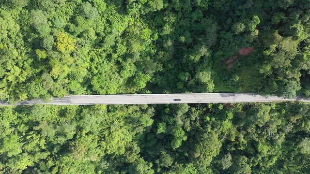 Cars travel through forest on jungle road and bridge 