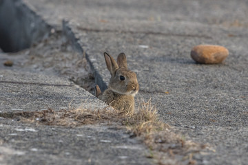osterhase