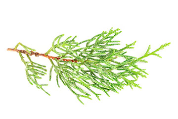 A photo of a green thuja branch on a white background