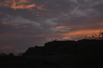 monkey on the mountain at the time of sunset