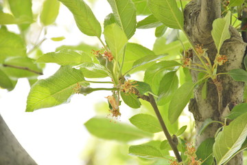 Apple tree flowers