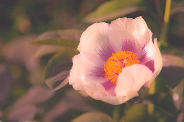 Einzelne Blume, romantisch mit Freiraum