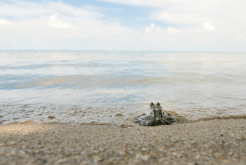 The frog sits on the bank of the river on a bright summer day and looks into the distance.