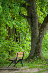 closeup of wooden bench in urban park at spring