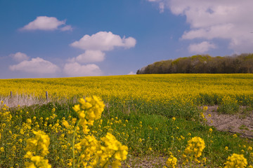 Obraz premium yellow field of oilseed rape