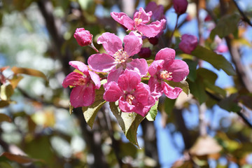 Pink flowers of the Apple-tree in Spring Garden After the rain