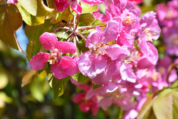 Pink flowers of the Apple-tree in Spring Garden After the rain