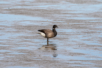 Single brent goose sitting in the ground in a puddle in the mudflats at tghe norh sea in germany 