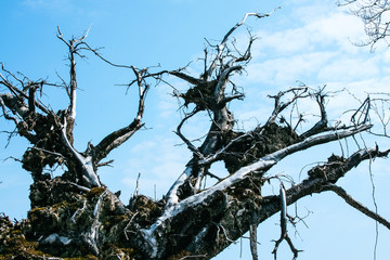 Uprooted trees on the Lothar Path (German: Lotharpfad), a educational path in the Black Forest National Park that shows the destruction Hurricane Lothar caused.