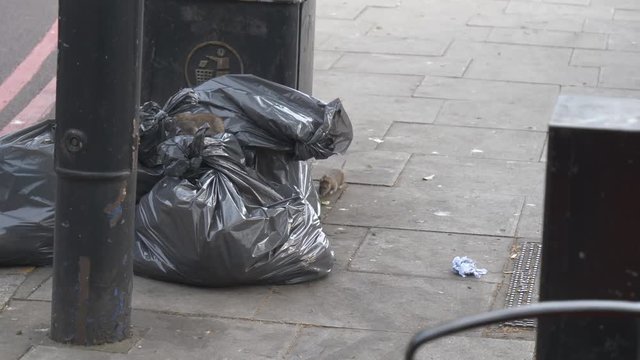 Street rats climbing on bags of garbage.