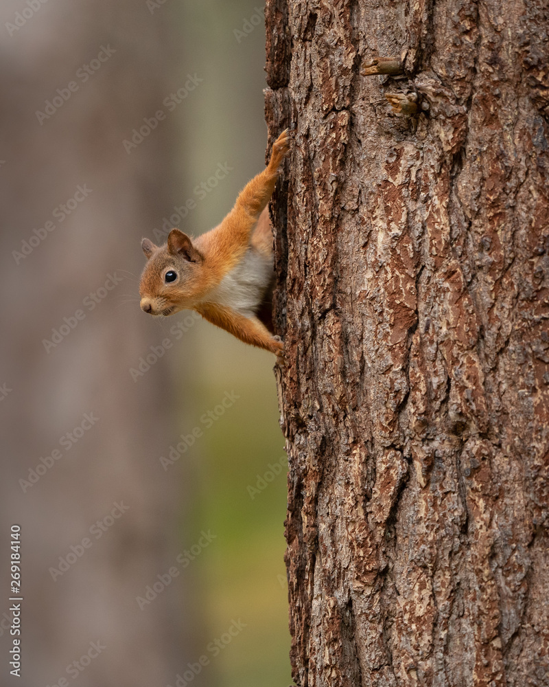 Poster red squirrel peeking round a tree trunk with a green and brown background.