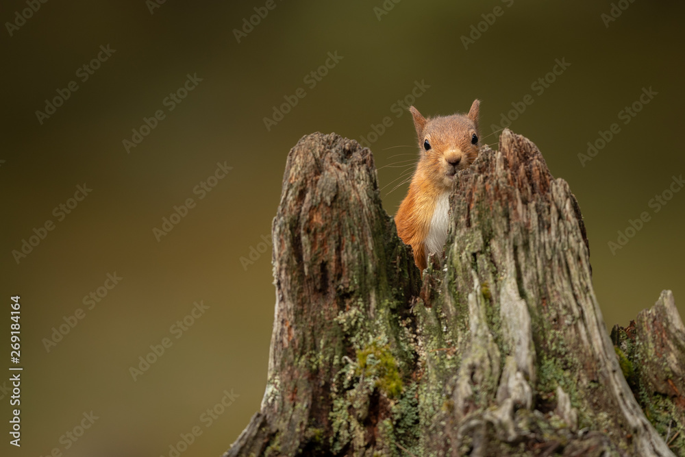 Poster red squirrel peeking through the space in a tree stump with a green and brown background.