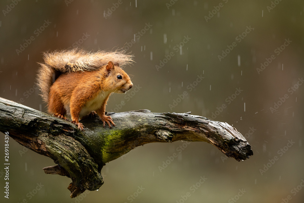 Wall mural red squirrel on log in the rain with green and brown blurred background.