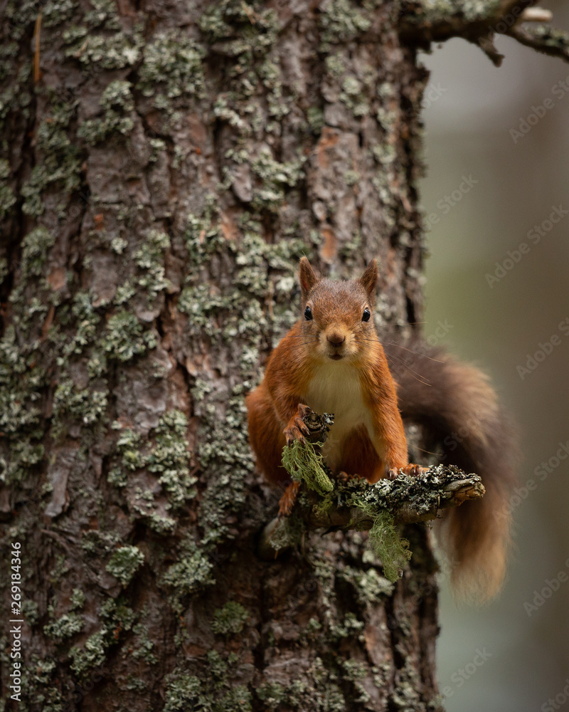 Wall mural red squirrel perched on a small branch up a tree with bark behind it.
