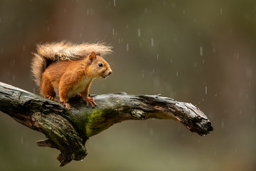 Red Squirrel on log in the rain with green and brown blurred background.