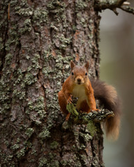 Red squirrel perched on a small branch up a tree with bark behind it.  