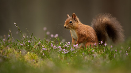 Red Squirrel looking to the side with green grass and heather in the foreground and a brown background.  