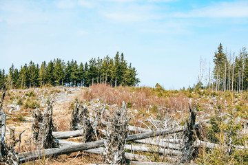 Uprooted trees on the Lothar Path (German: Lotharpfad), a educational path in the Black Forest National Park that shows the destruction Hurricane Lothar caused.