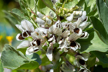 Detail of the flowers of a Broad beans - Vicia faba - plant, on a sunny day in spring in the permaculture vegetable garden..