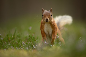 Vrouwelijke rode eekhoorn die recht naar de camera kijkt met groen gras en heide op de voorgrond en een groene achtergrond.
