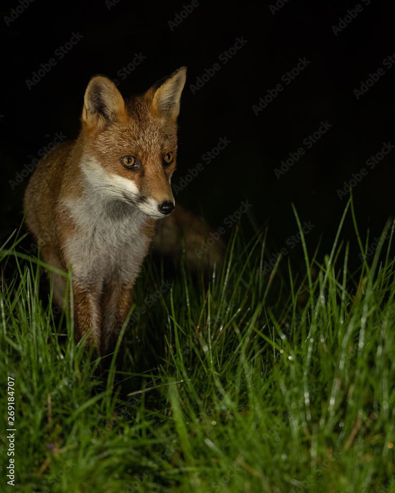 Wall mural red fox in grass at night with black background.