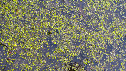  texture of swamp water with algae. small algae in the lake