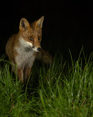 Obraz premium Red Fox in grass at night with black background. 