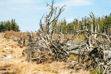 Uprooted trees on the Lothar Path (German: Lotharpfad), a educational path in the Black Forest National Park that shows the destruction Hurricane Lothar caused.