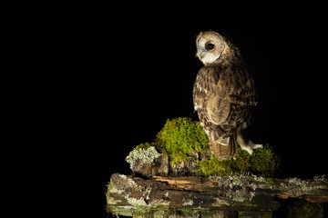 Tawny owl at night in the dark perched on a moss covered old gate.  