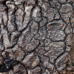 Olive tree trunk