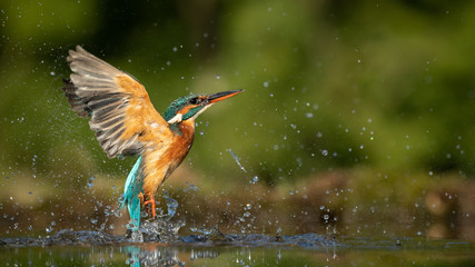 Fototapeta Female Kingfisher emerging from the water after an unsuccessful dive to grab a fish.  Taking photos of these beautiful birds is addicitive now I need to go back again. obraz