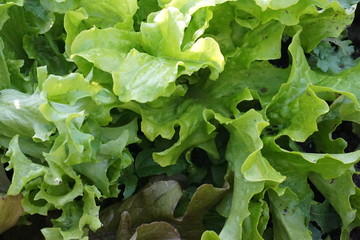 レタス