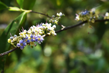 flowers on a background